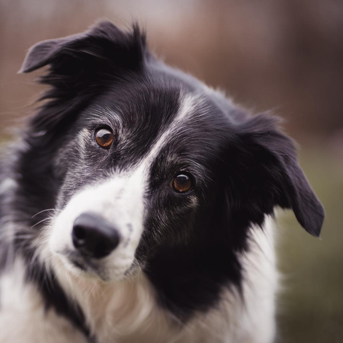 Understanding Excessive Pacing in Dogs: Causes and Solutions