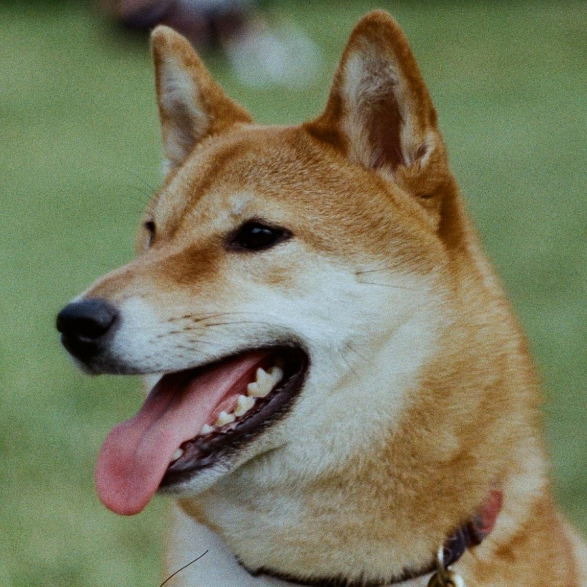 The 4 Best DNA Tests For Dogs Of 2022