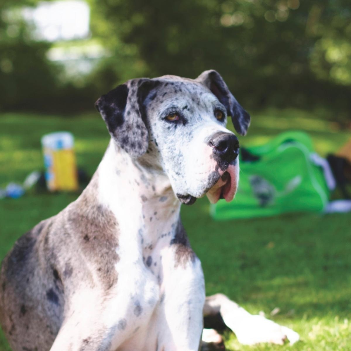 What Every Dog Parent Needs to Know About Pet Insurance