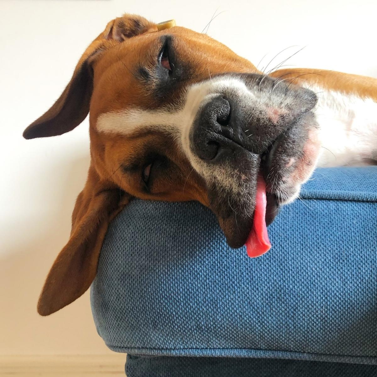 Enhancing Your Dog’s Life with Mental Stimulation