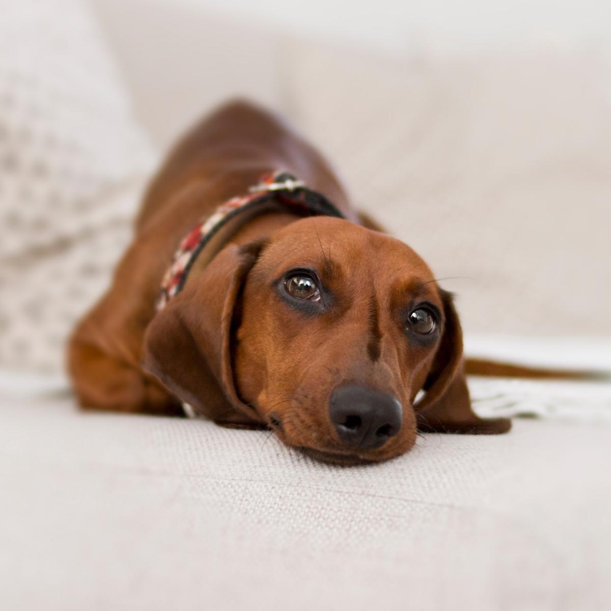 Welcoming a New Dog: Ensuring Their Physical and Mental Well-being