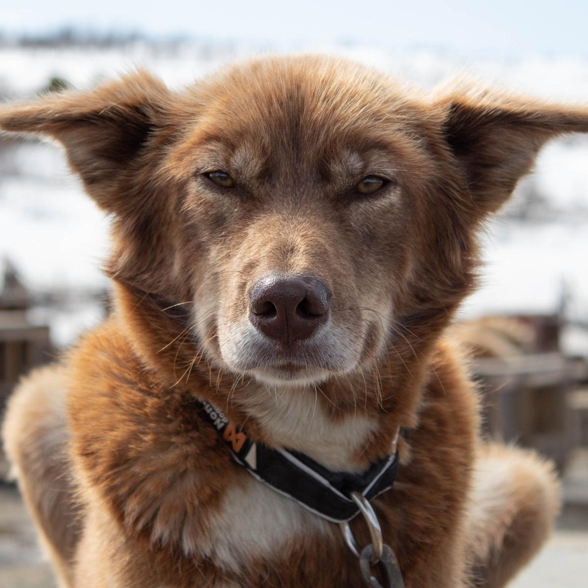 Identifying and Managing Anxiety in Dogs