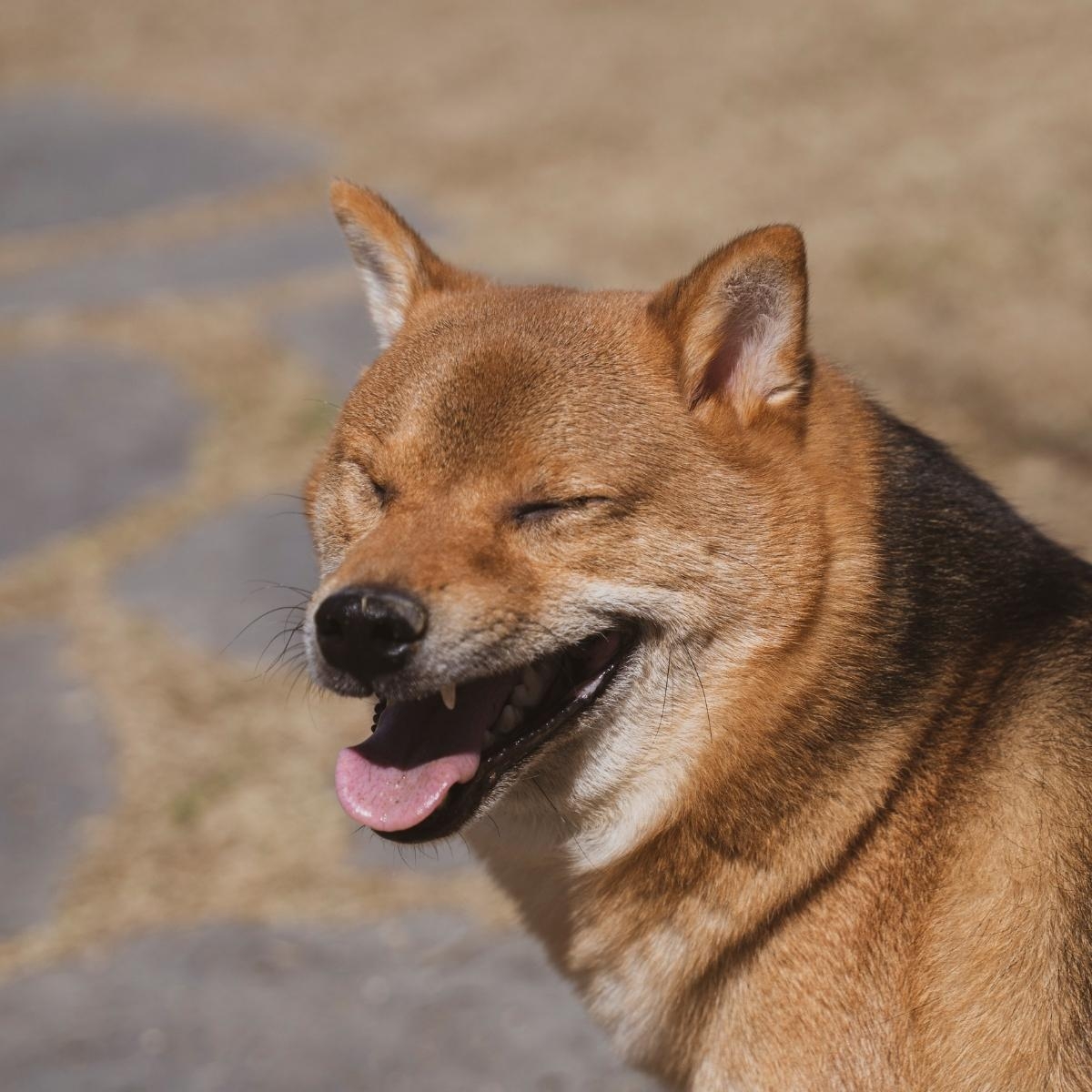 Indoor Delights: Engaging Activities to Keep Your Dog Entertained Inside