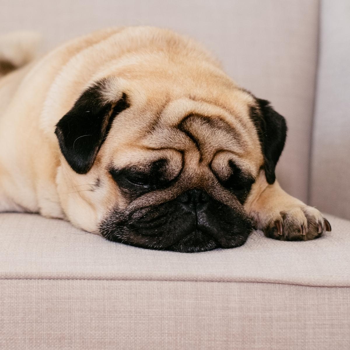 The 4 Best DNA Tests For Dogs Of 2022