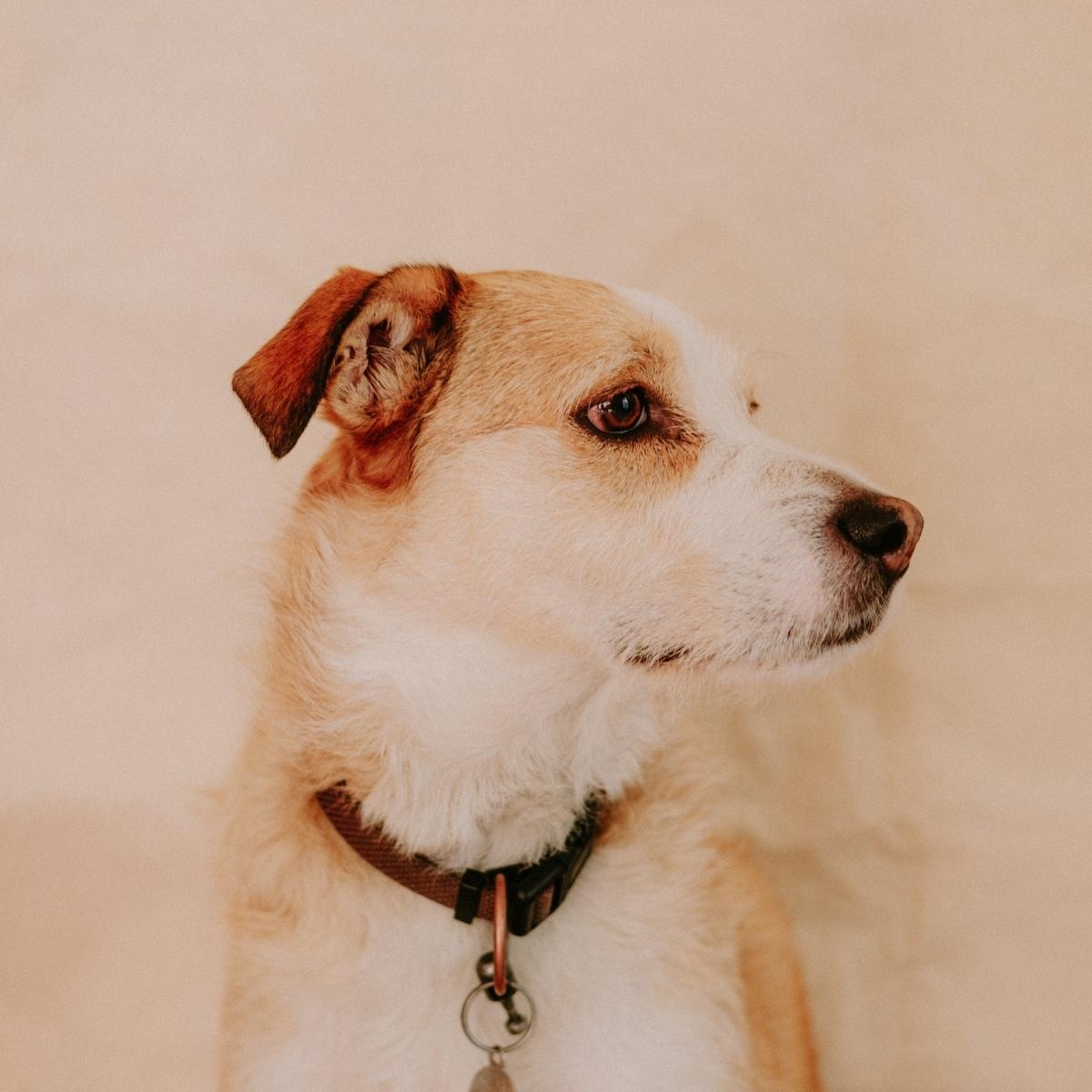 Course Synopsis: Healthy Weight, Happy Pup