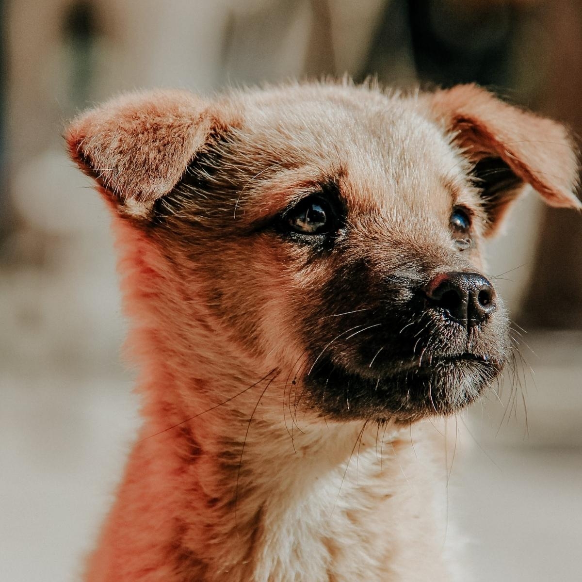 Nurturing the Boundless Potential of Your Puppy: A Comprehensive Guide