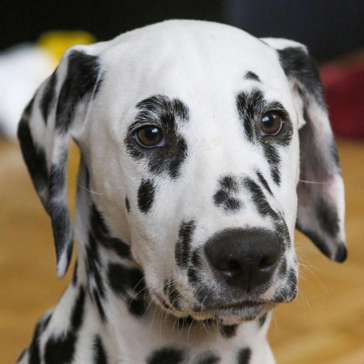 Tragic Dog Face / Hypothyroidism: What Causes It, And How to Know if Your Dog Has It