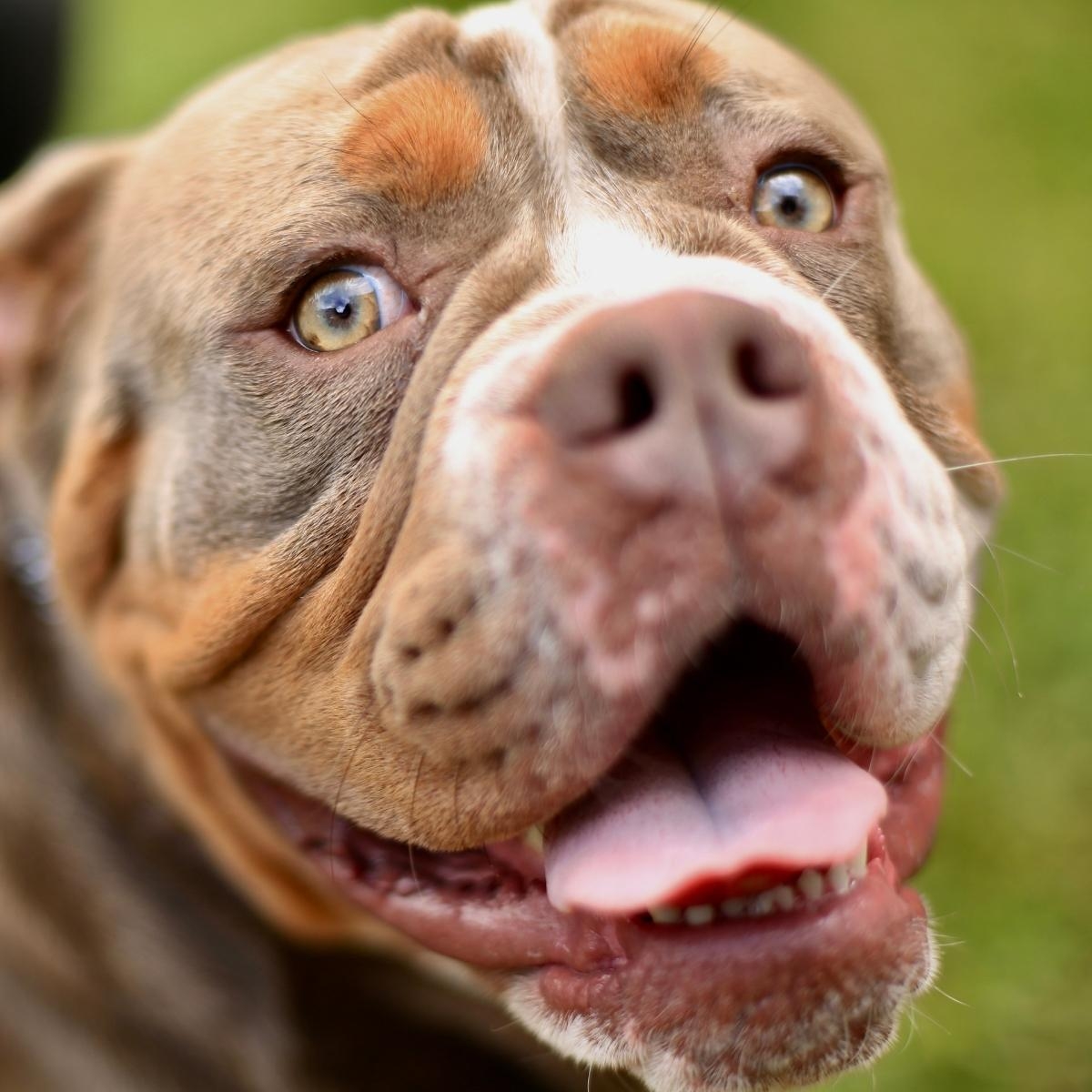 Unleash the Benefits of Dog Supplements