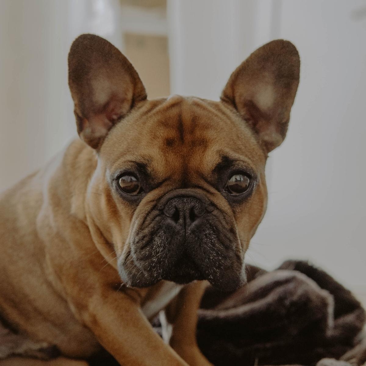 Curbing Excessive Barking in Dogs