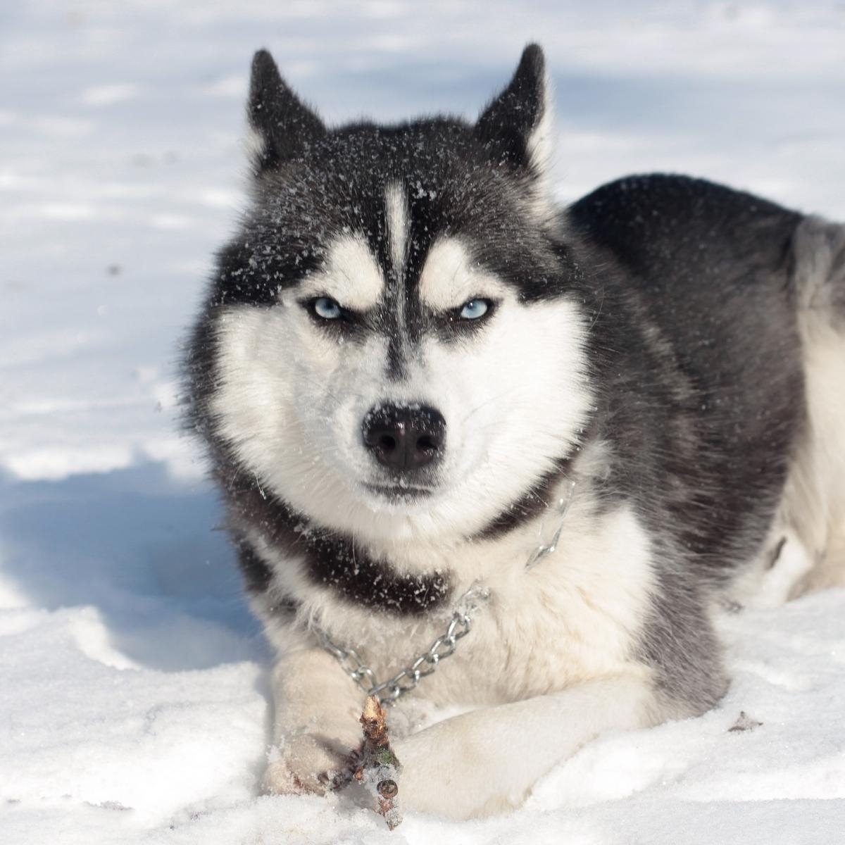 What To Know About Pet Cancer, According to a Veterinary Oncologist 