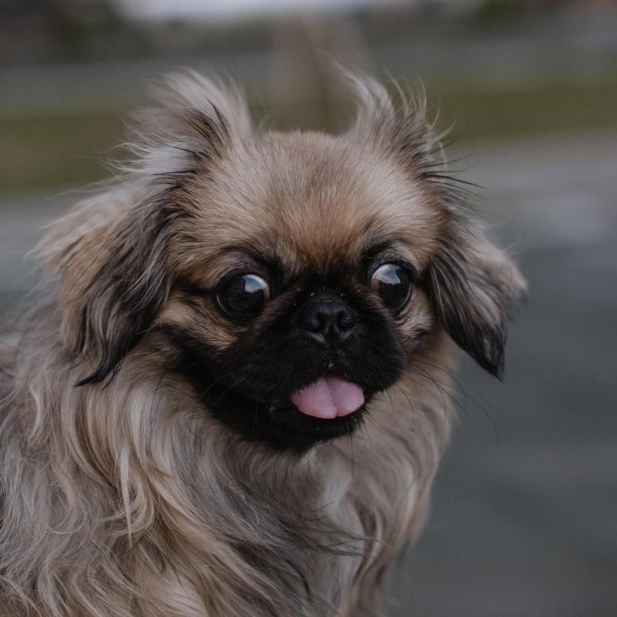 How Common is Cancer in Dogs