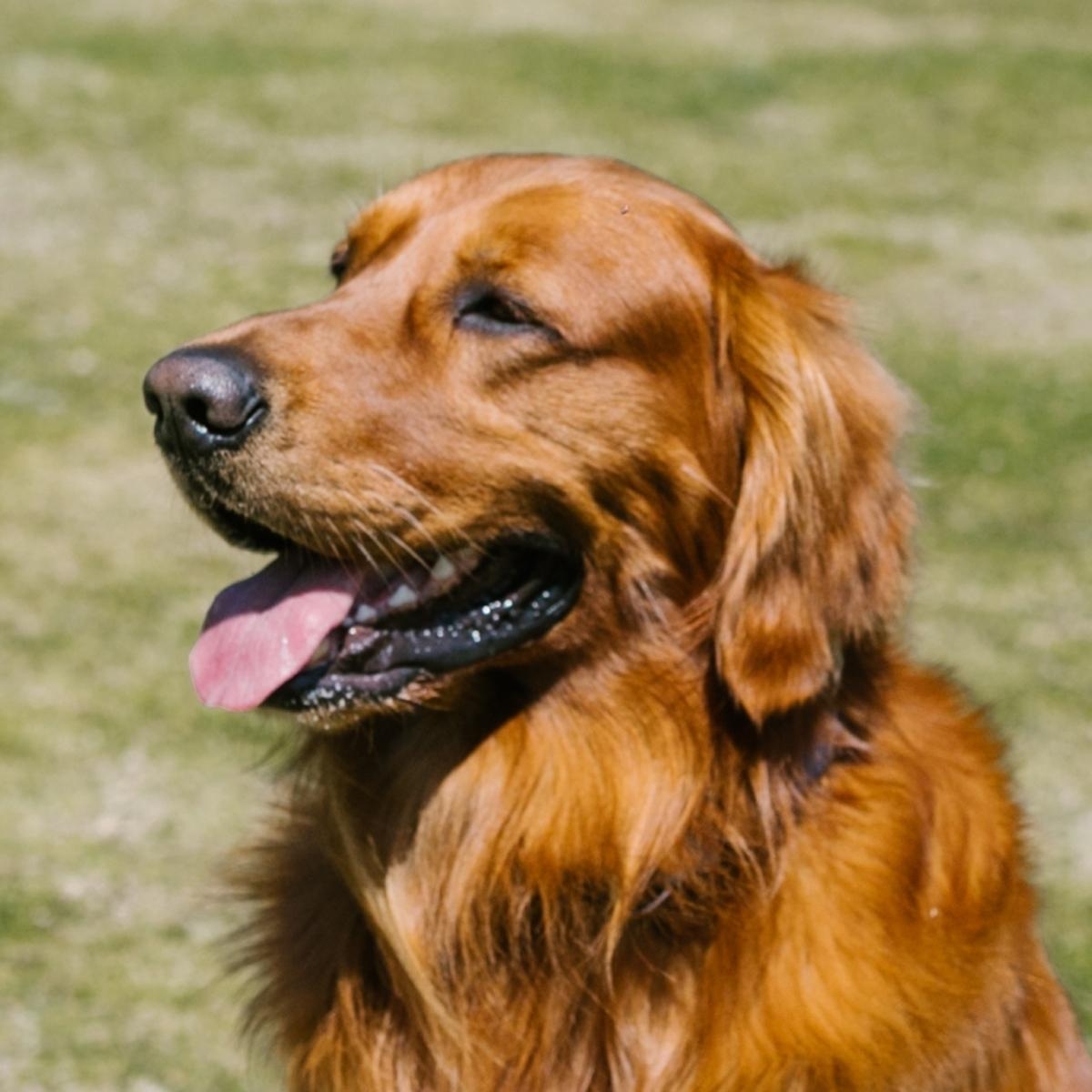 Understanding Dog Panting: Causes and When to Be Concerned