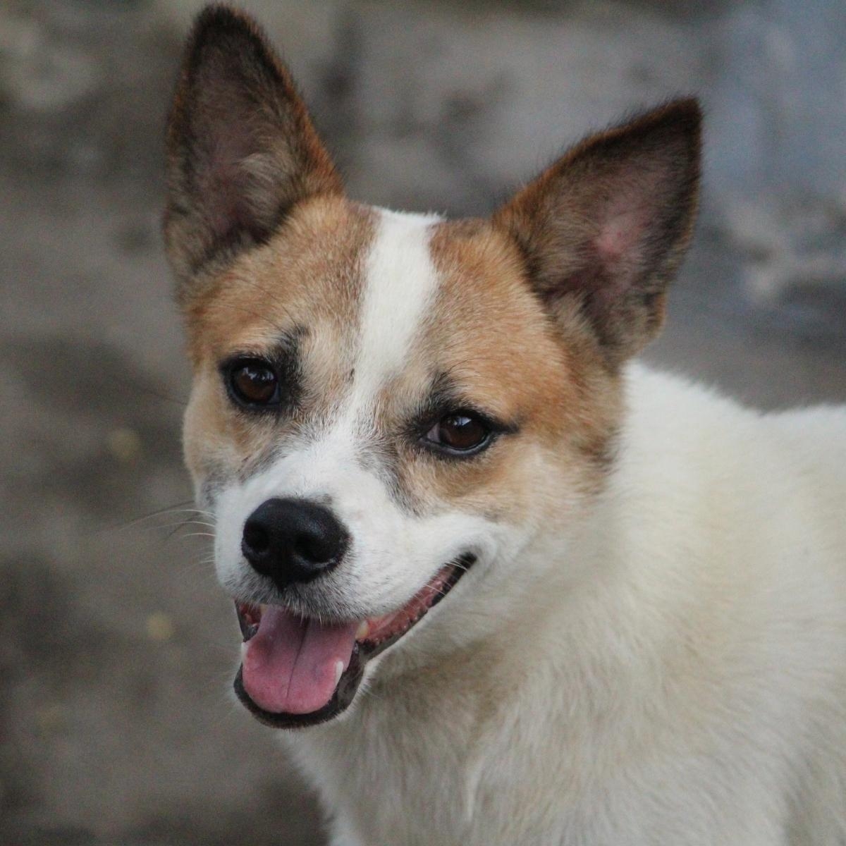 Why Do Dogs Eat Their Own Poop?