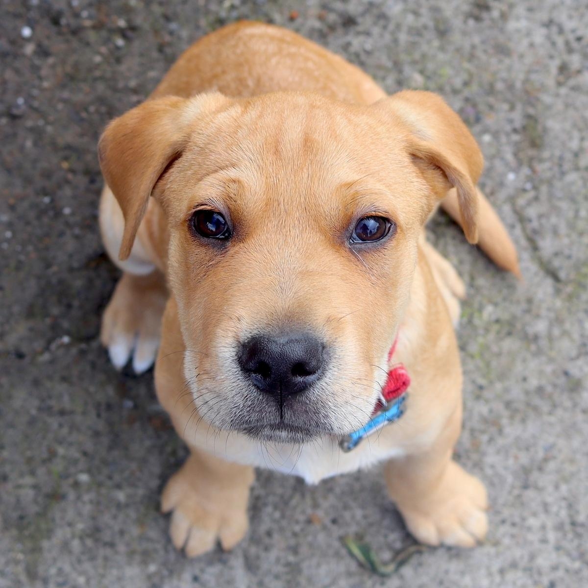 How Common is Cancer in Dogs