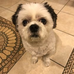 adorableAlvin's profile image